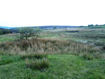 Optimal snipe habitat in Knotbury, Staffordshire