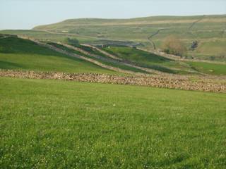 An upland hay meadow setting in the Pennine Dales