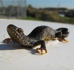 Great crested newt survey