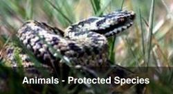 Animals - Protected Species