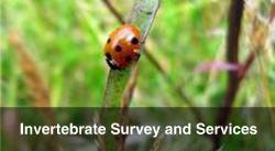 Invertebrate Survey and Services