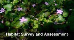 Habitat Survey and Assessment
