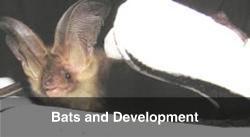 Bat Surveys and Development
